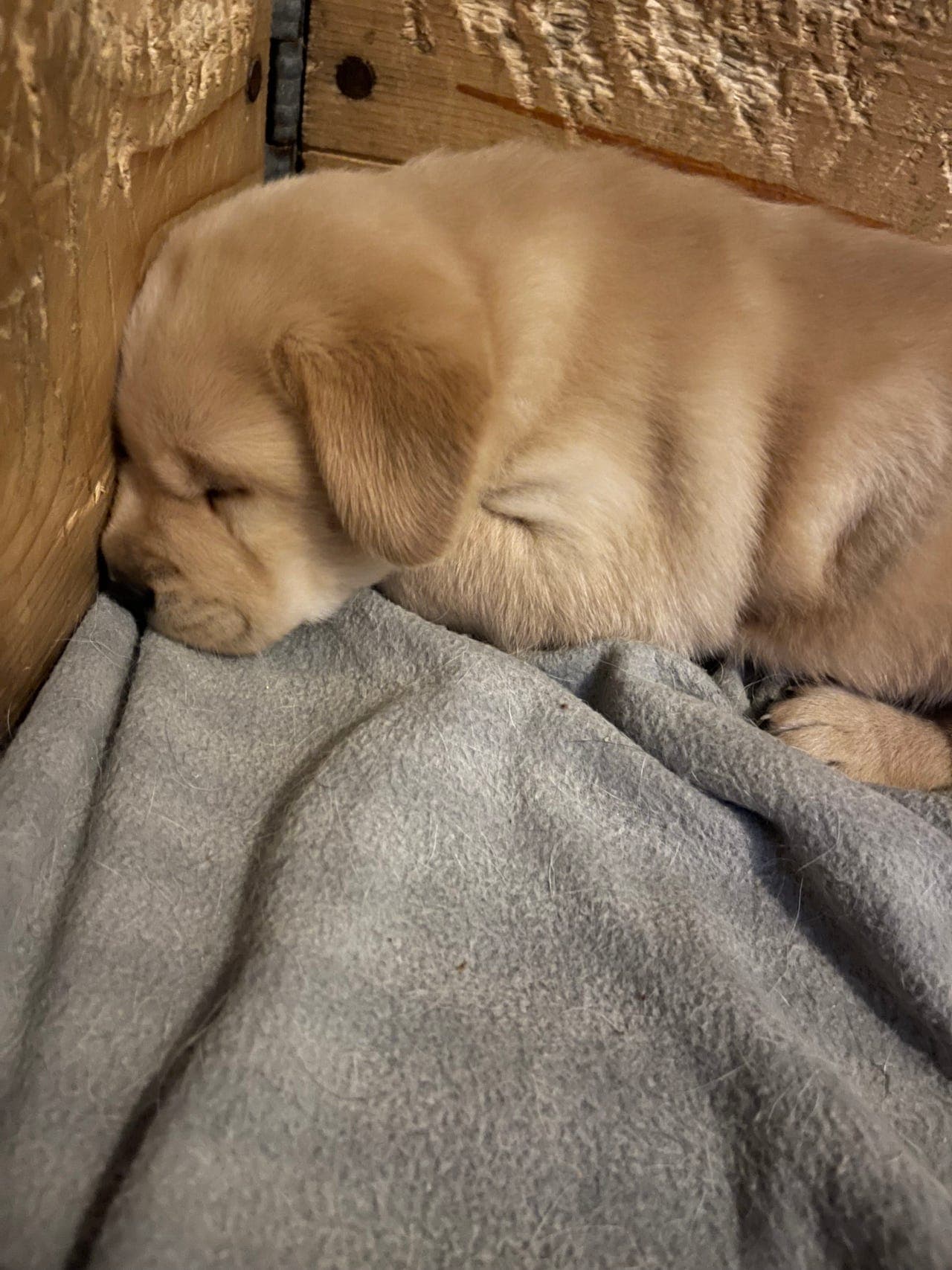 Labrador Retriever valper 2 gule tisper