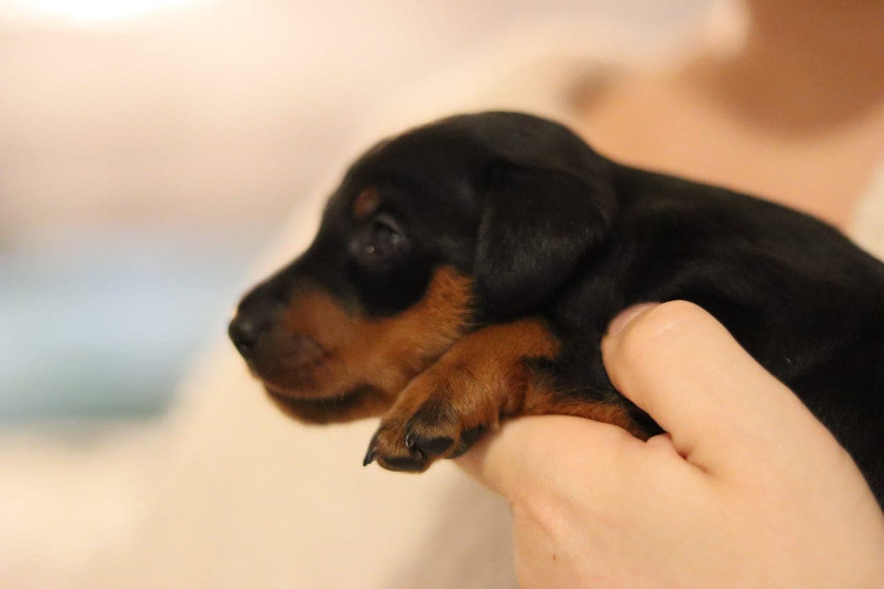 Kullplaner for 2026 - kennel del fundita