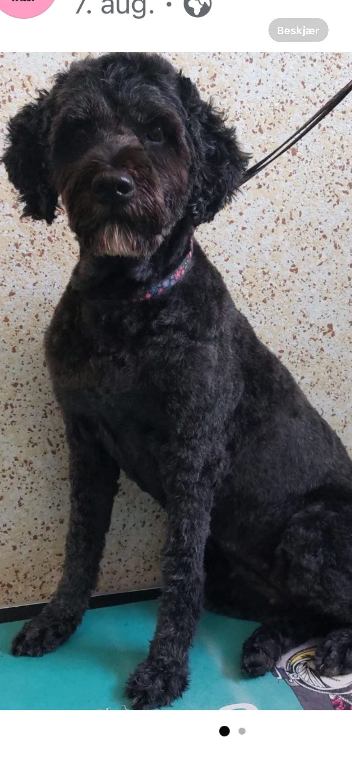 Portugisisk vannhund