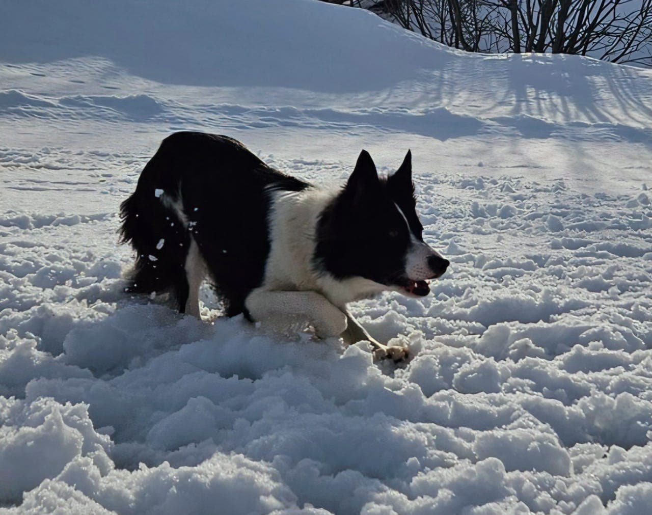 Border collie valper etter gode linjer