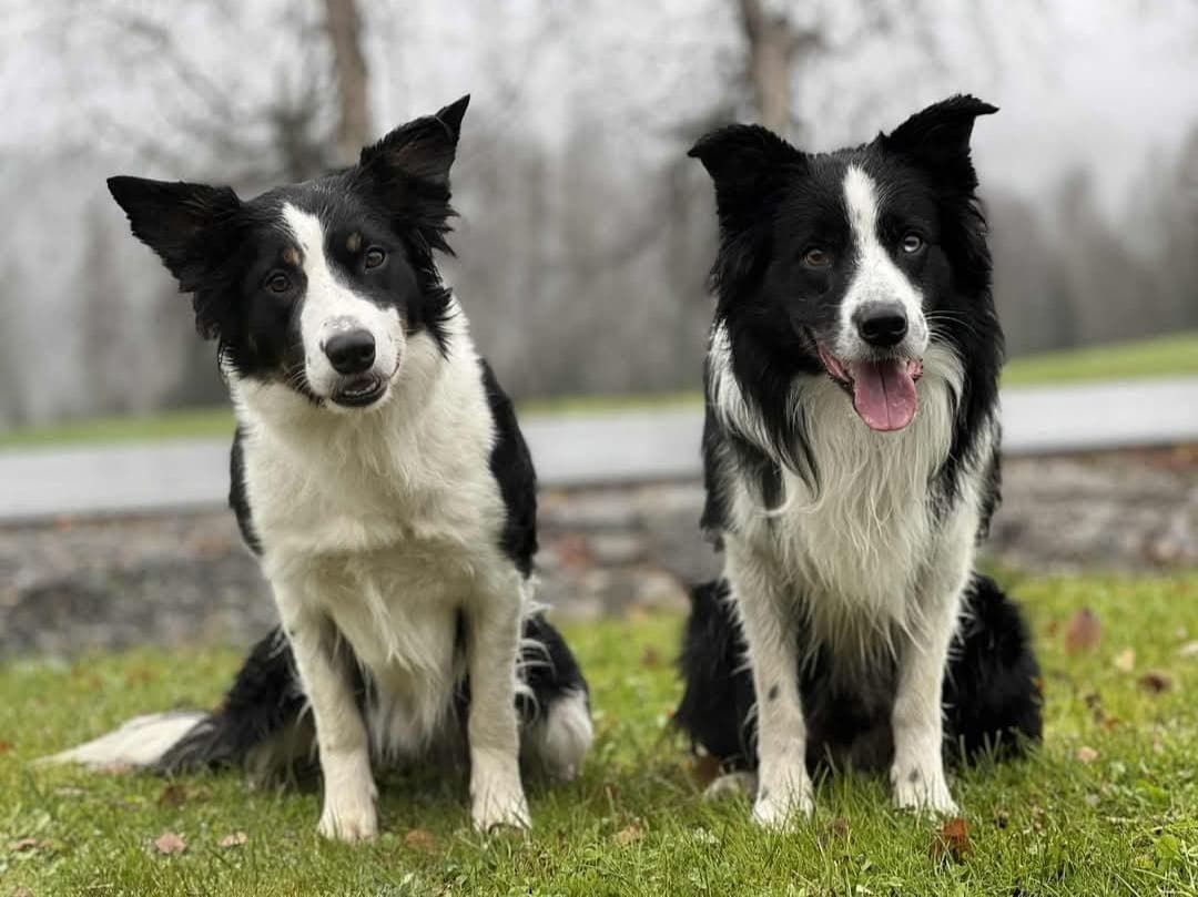 Border collie valper til salgs