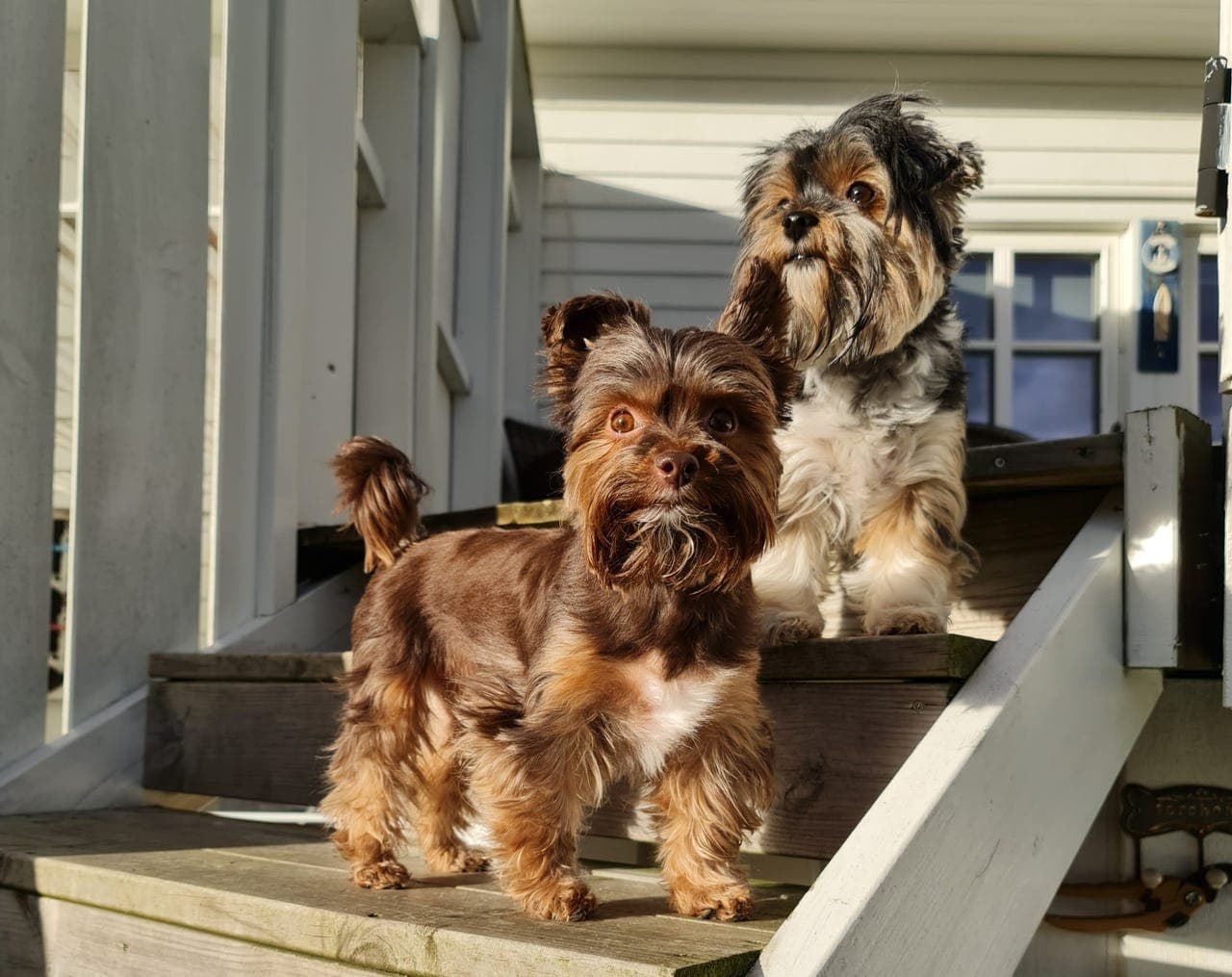 Yorkshire terrier valper