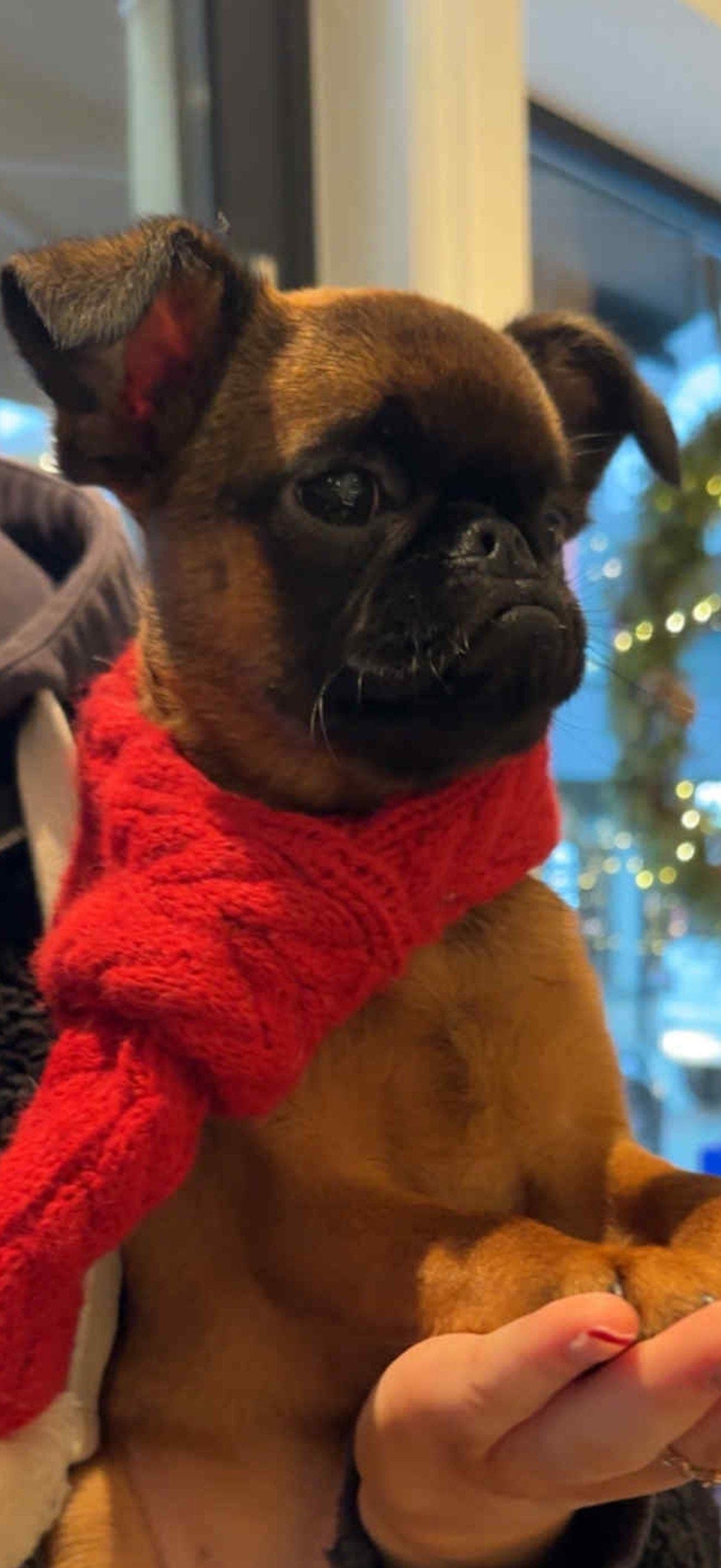 Nydelig gutt er klar for nytt hjem