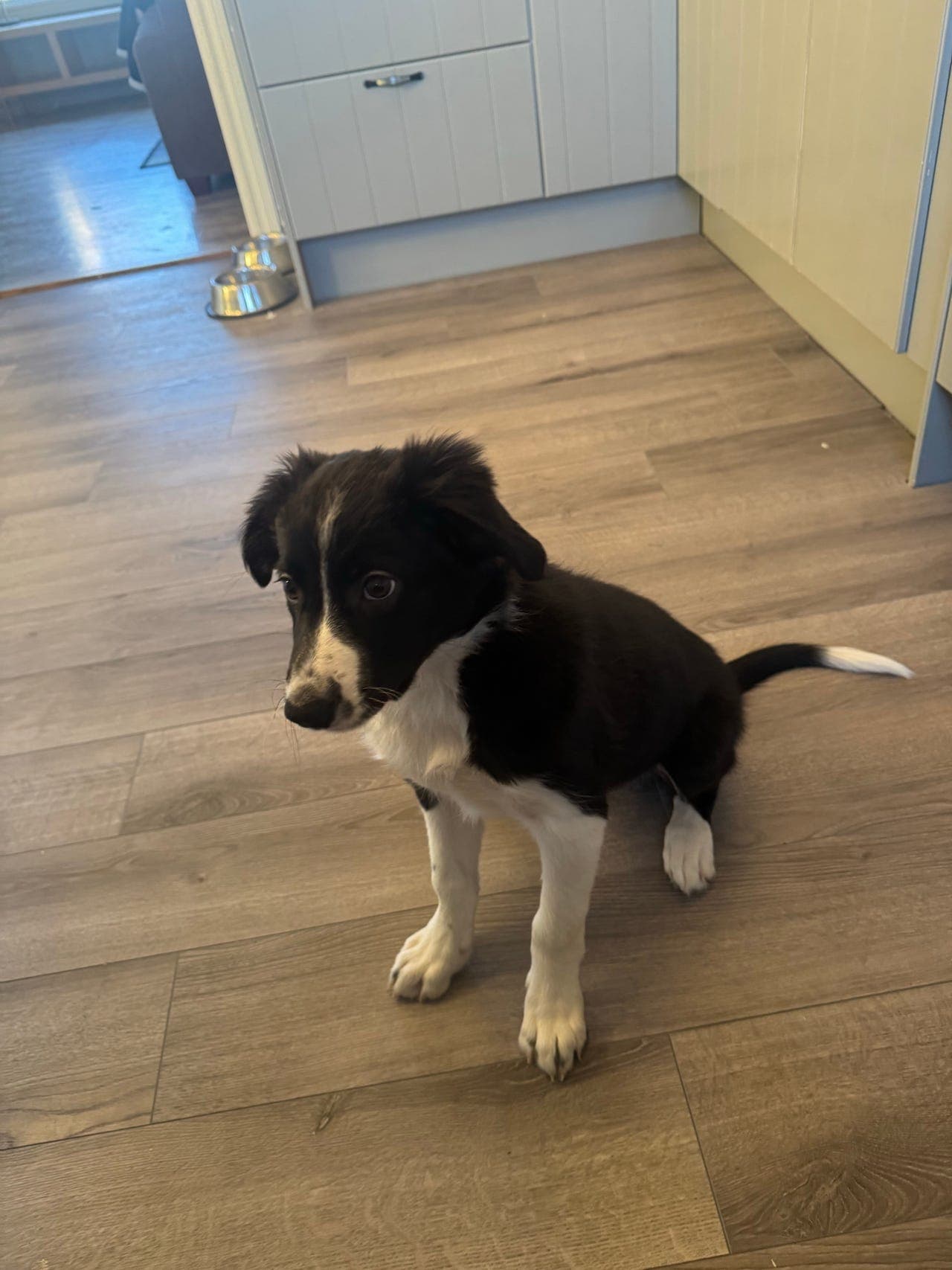 NKK registrert Border Collie valp