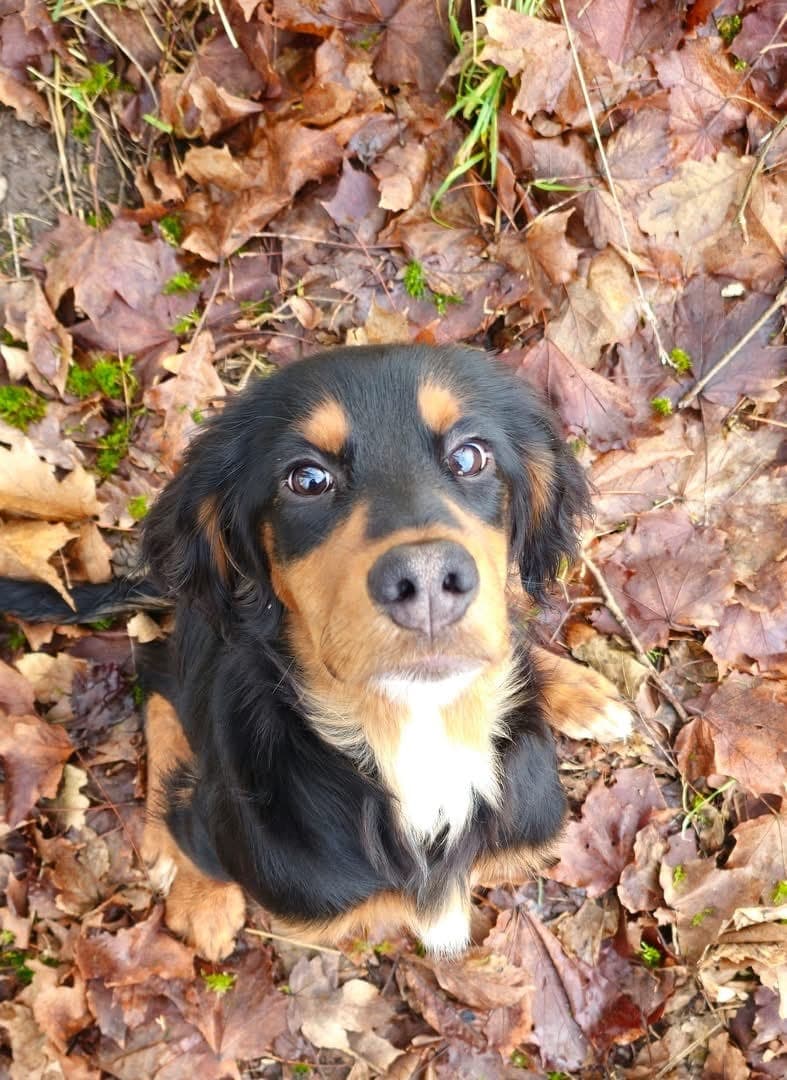 Gordon setter hann