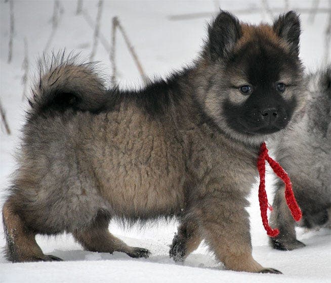 Eurasier tispevalp, 10 uker