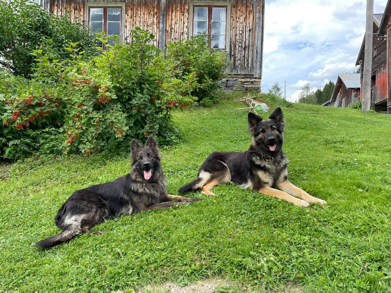 Schæfervalper selges! /Langhårede Schæfervalper selges!