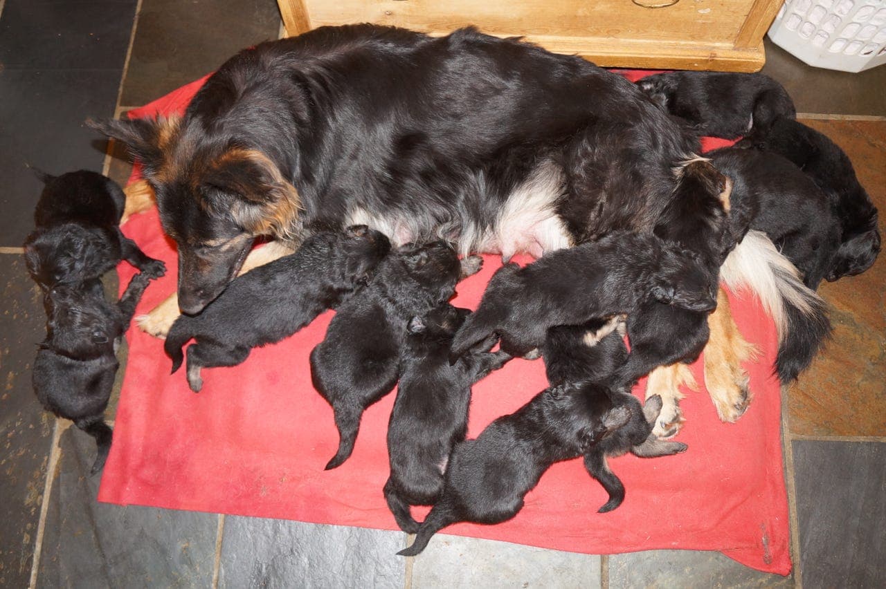 Schæfervalper selges! /Langhårede Schæfervalper selges!