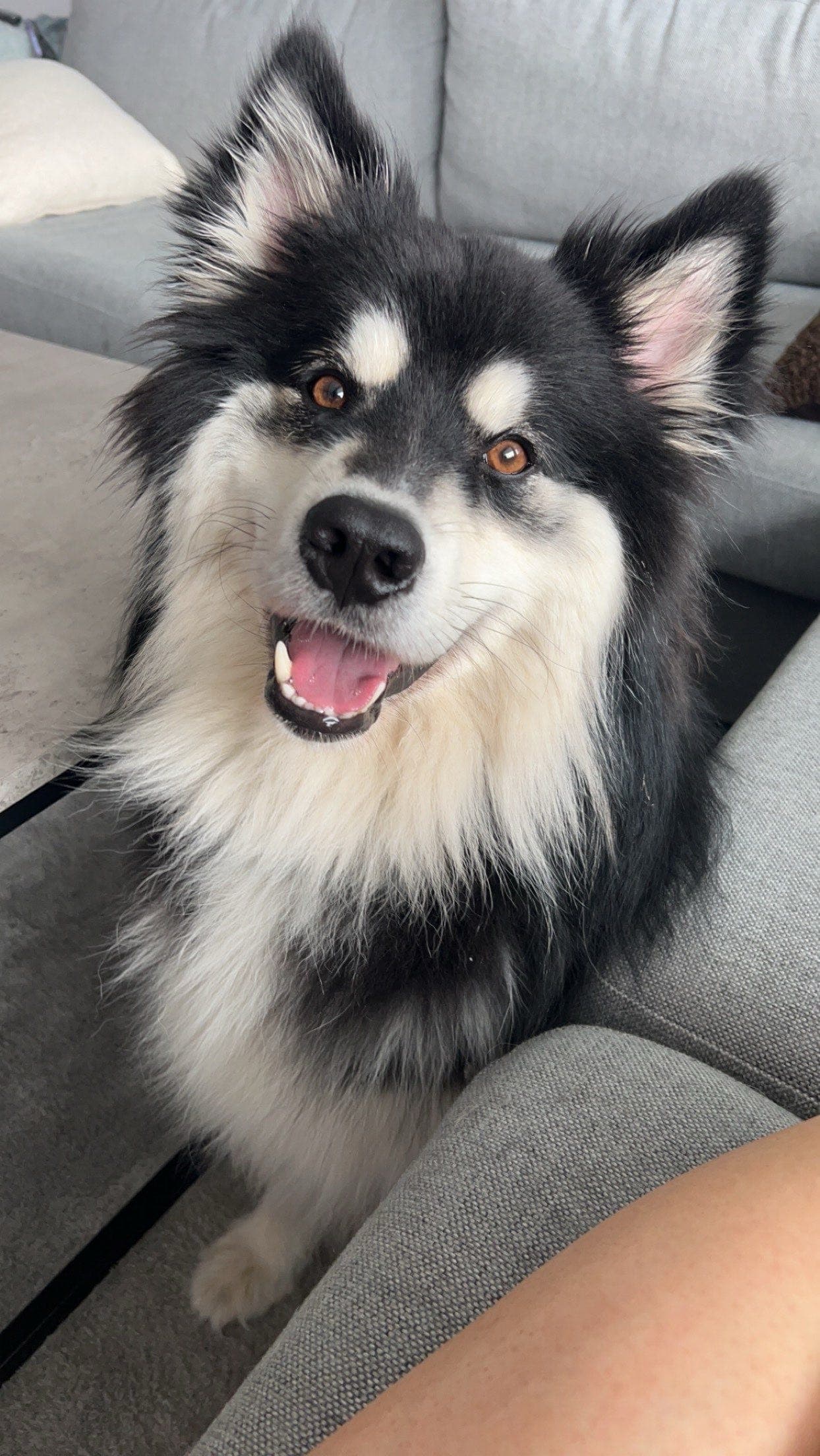 Finsk Lapphund omplasseres med tungt hjerte