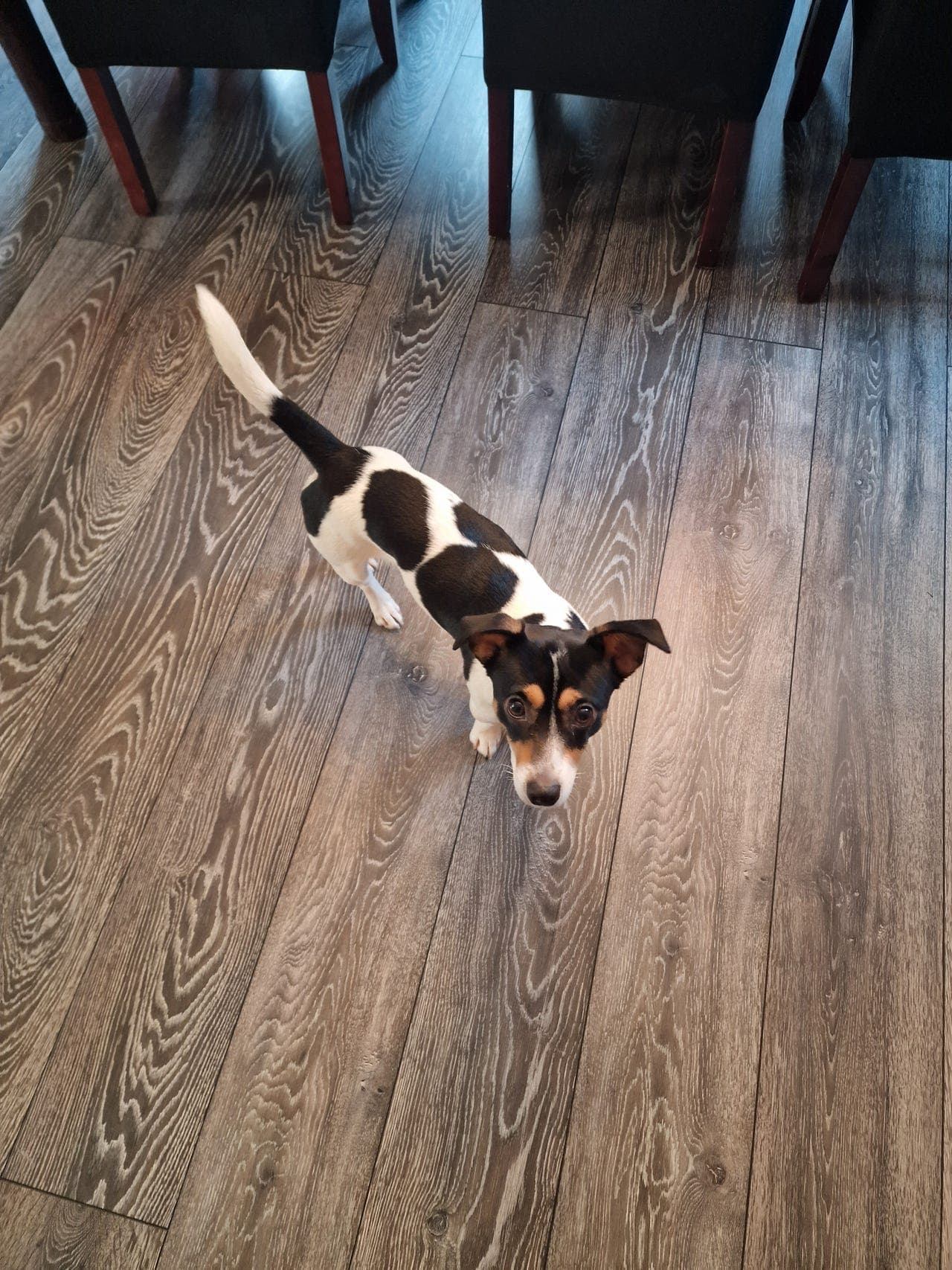 Jack Russel 1 år 6 måneder uten papirer