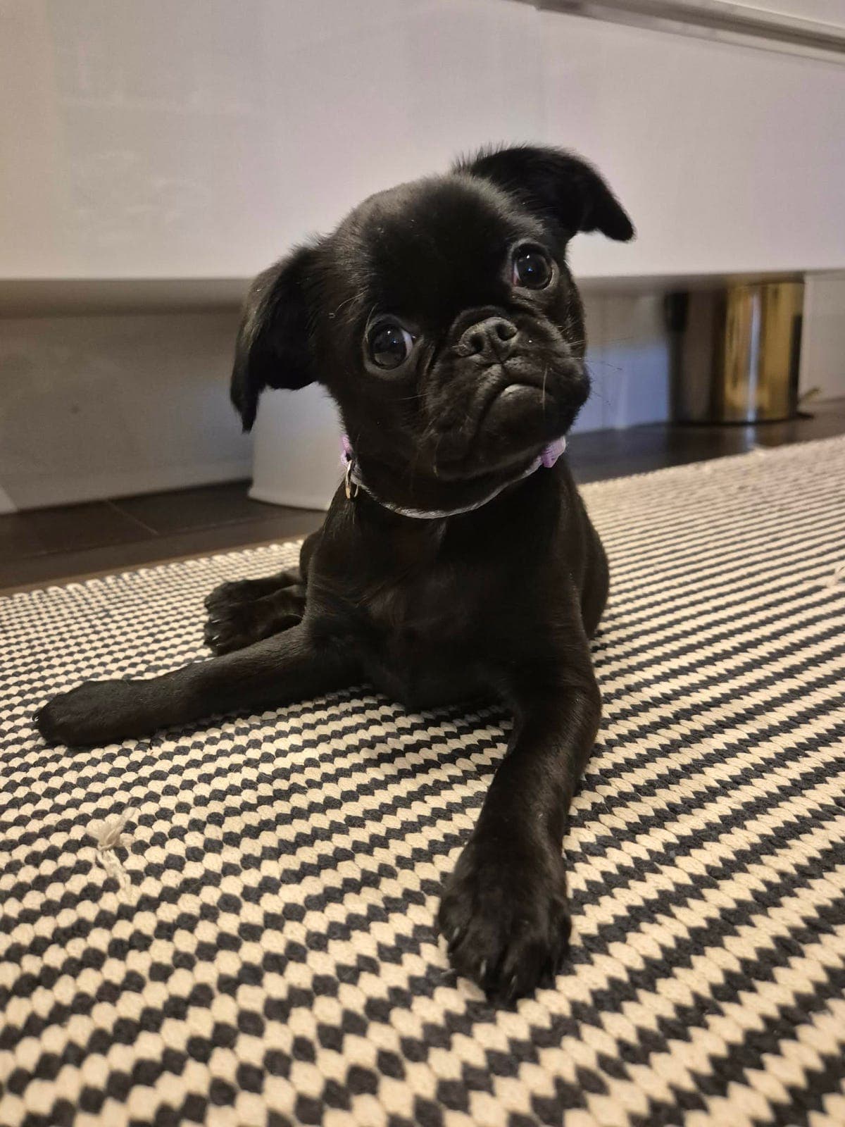 Petit brabancon tispe, «Liberty»