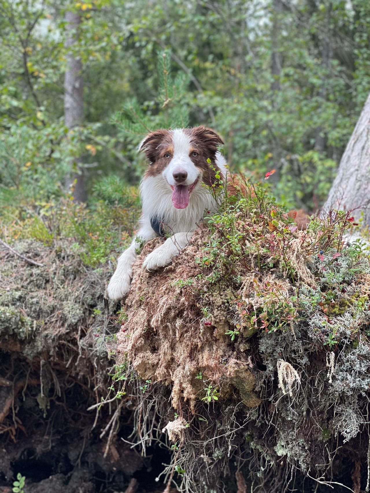 Omplassering eller omsorgsdeling for Knerten (Border Collie)