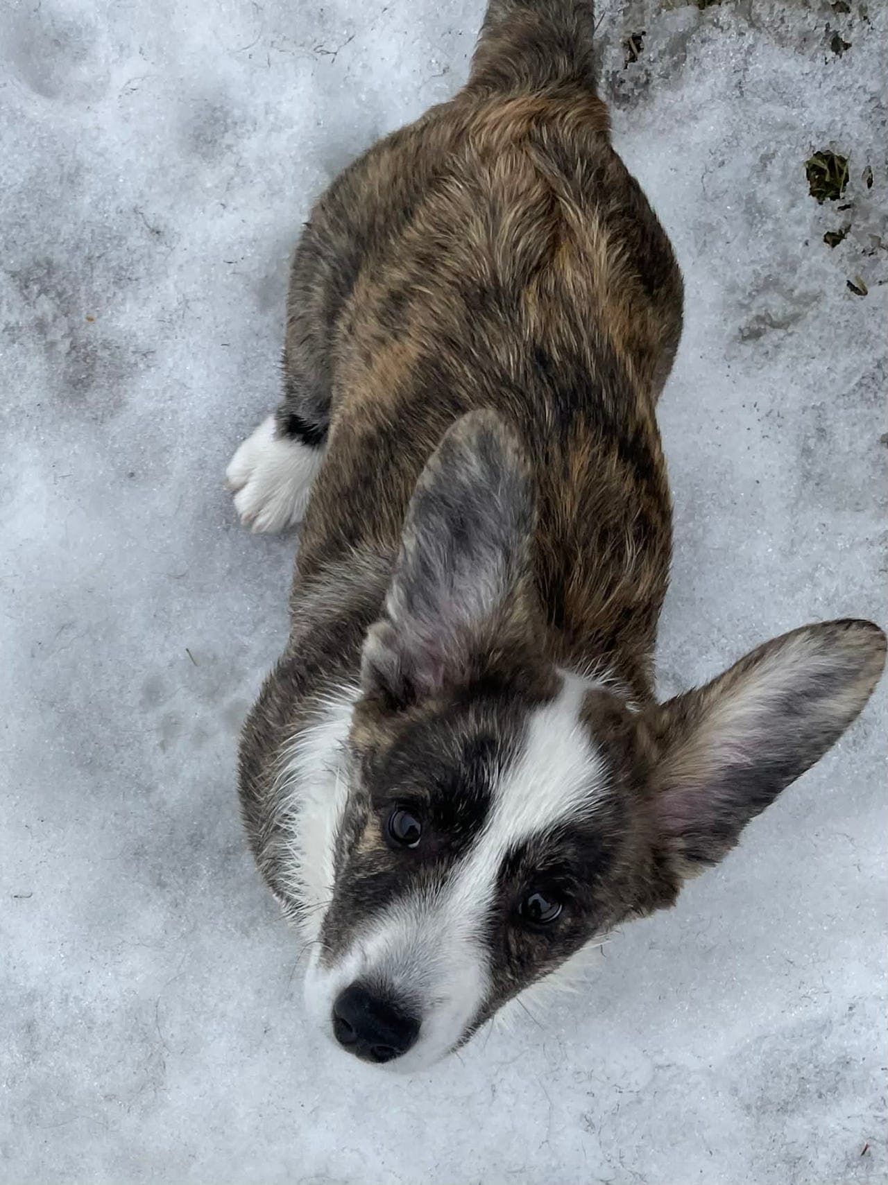 Welsh Corgi Cardigan valper