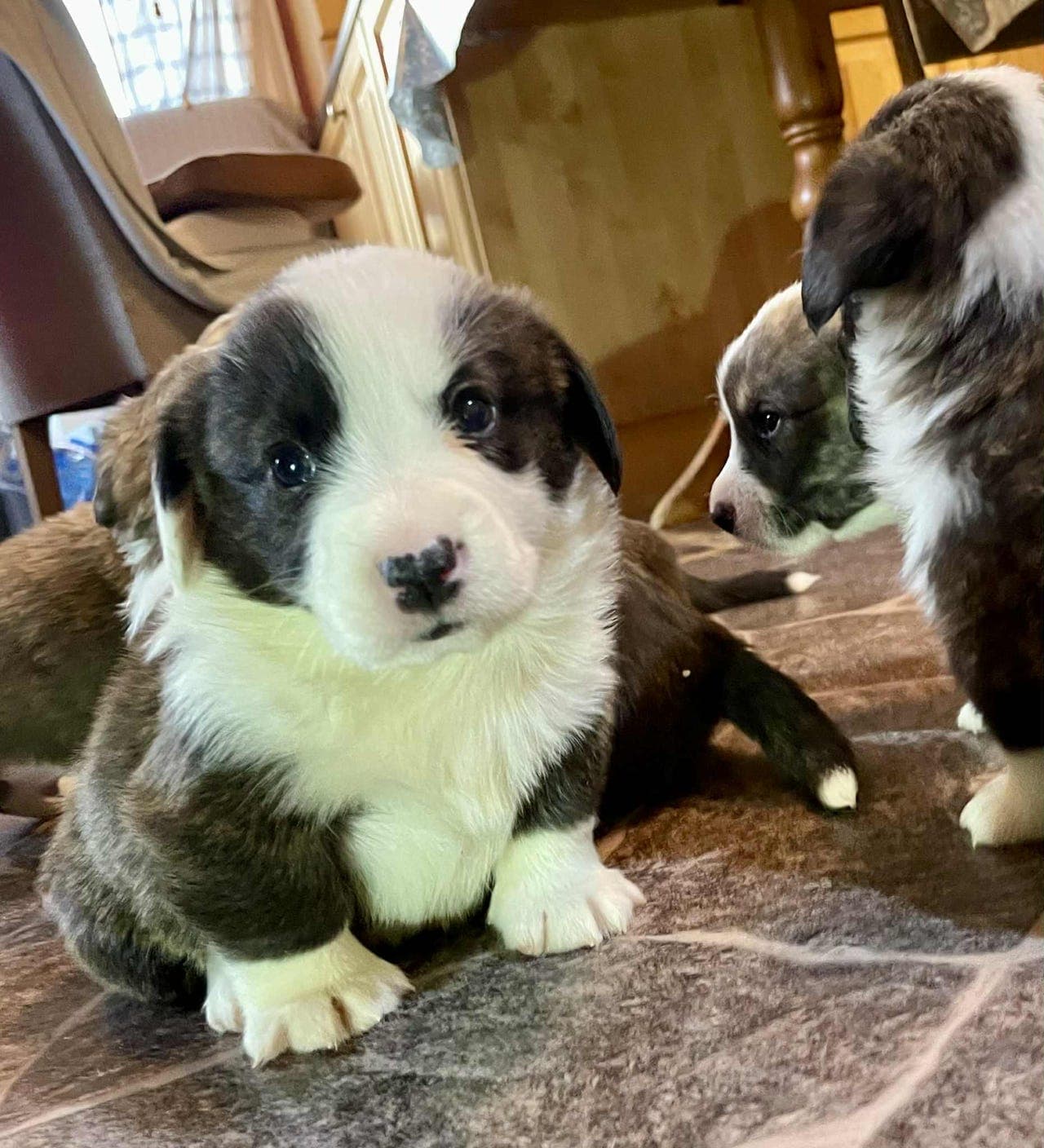 Welsh Corgi Cardigan valper