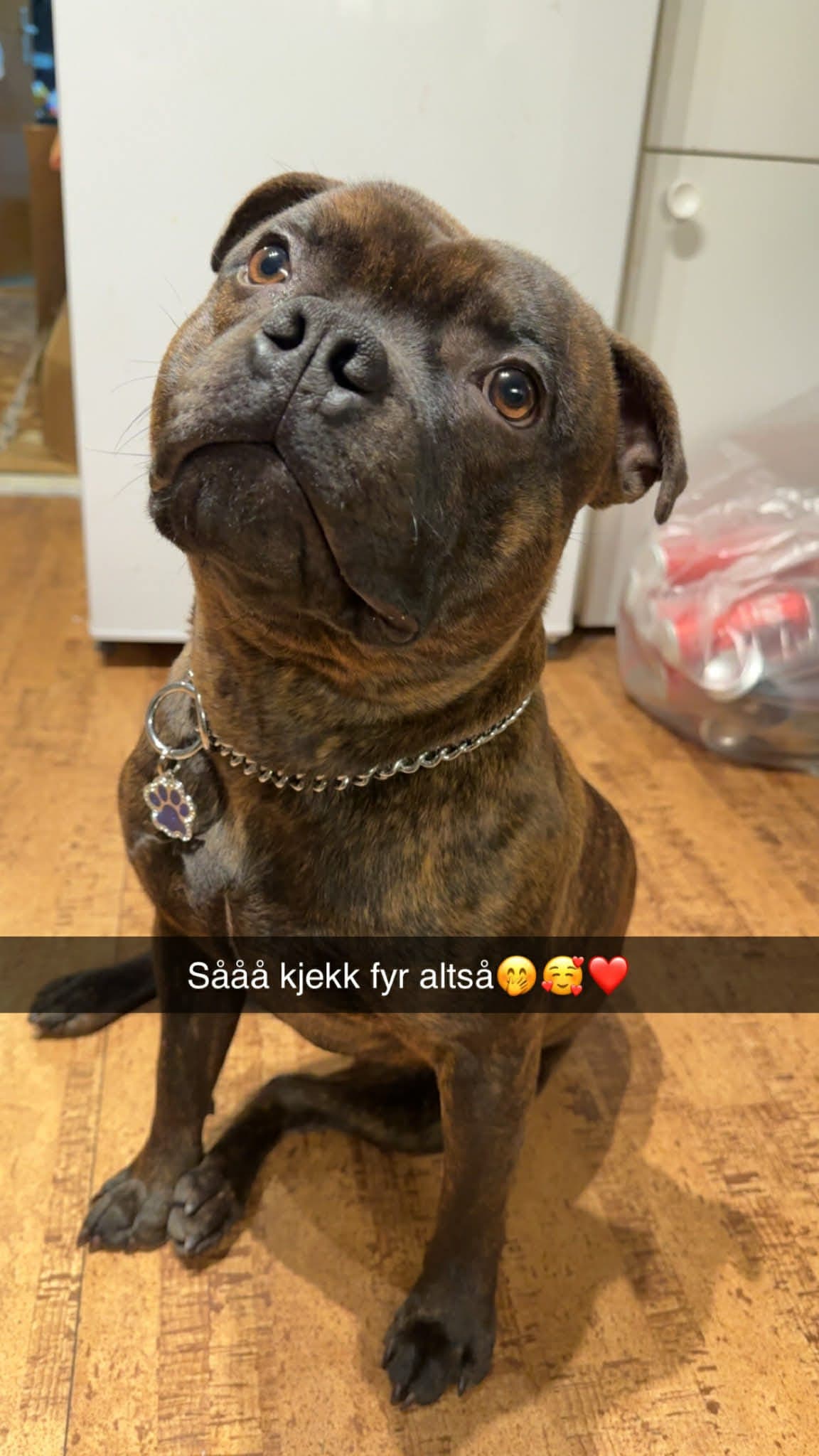 Nytt hjem Staffordshire Bull terrier 10mnd