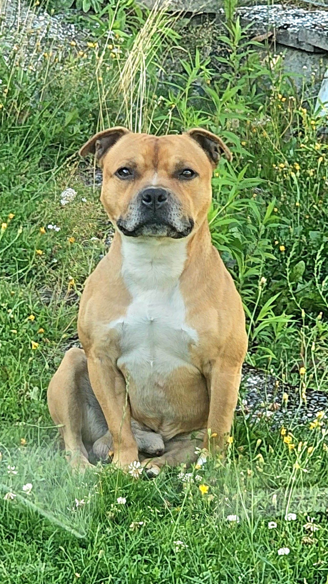 Nytt hjem Staffordshire Bull terrier 2år