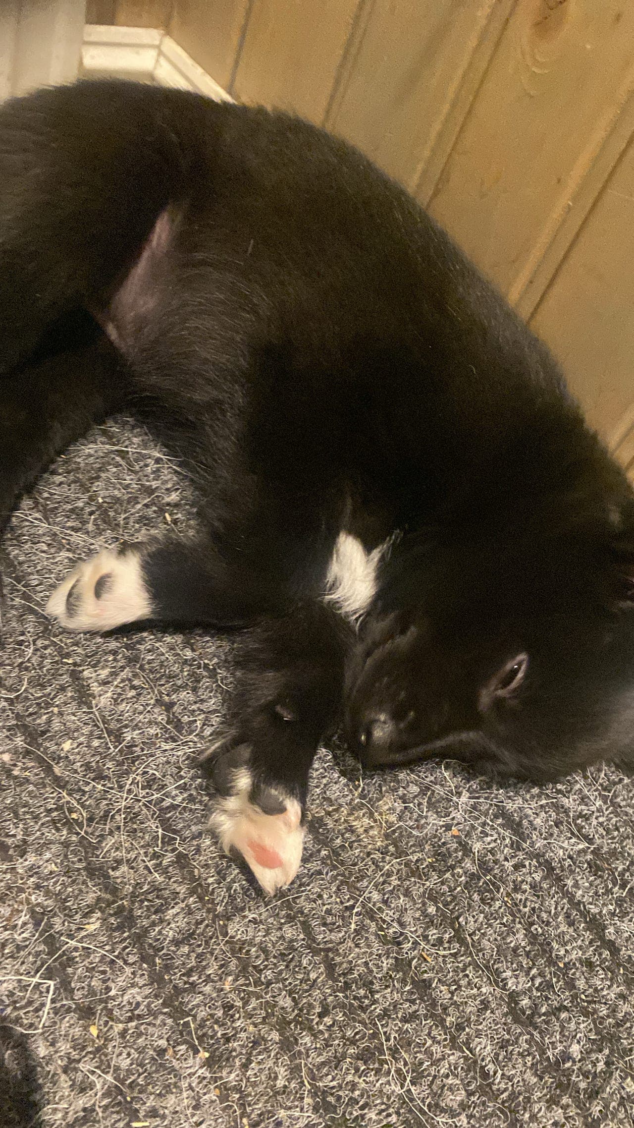 Lapskvallhund valper