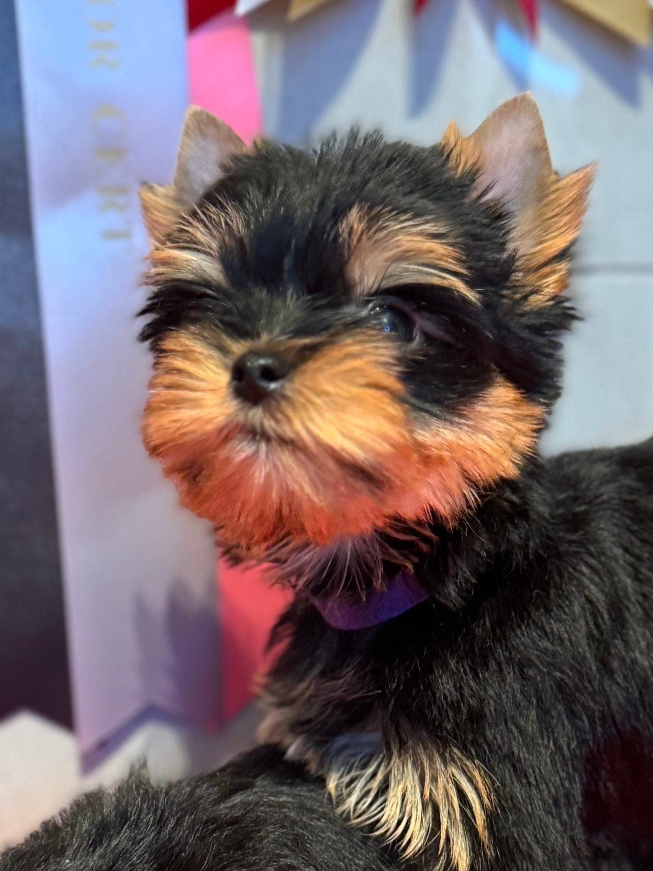 Yorkshire terrier hannvalper fra Victorian Velvet