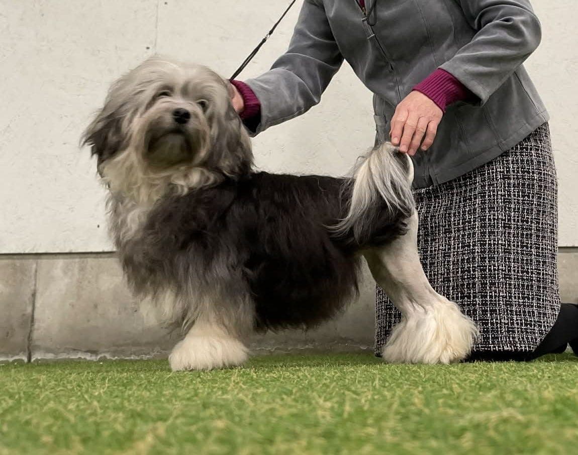 Ung løwchen hannhund til salgs