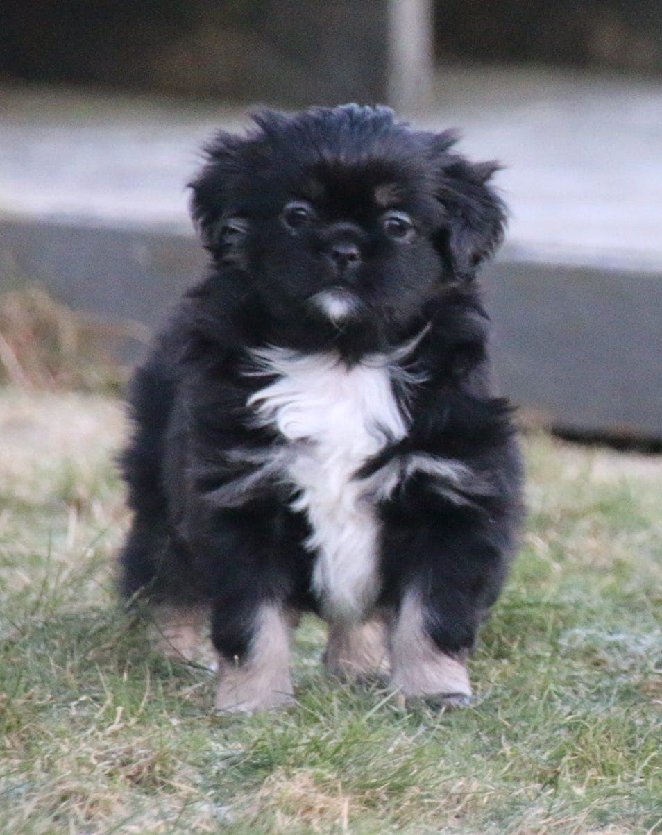 Tibetansk spaniel valper.