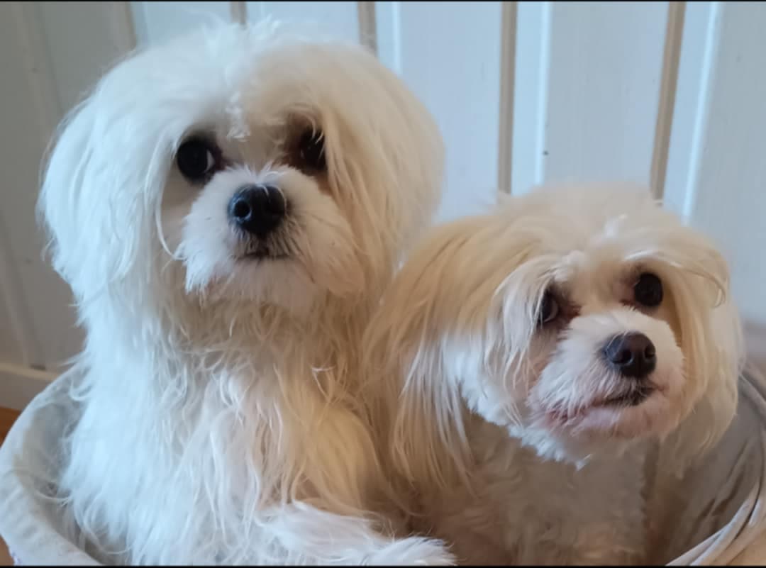 Maltesere ventes I Feb/Mars