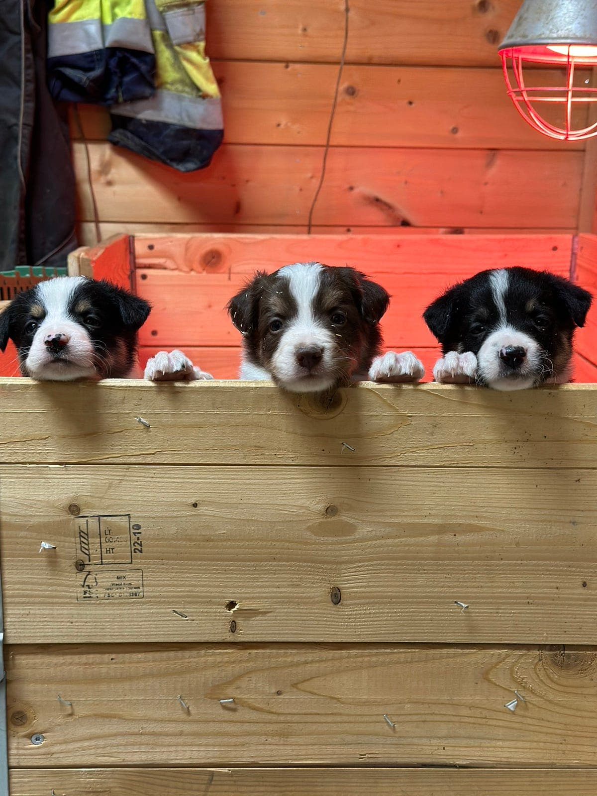 Border Collie gjeterhundvalper