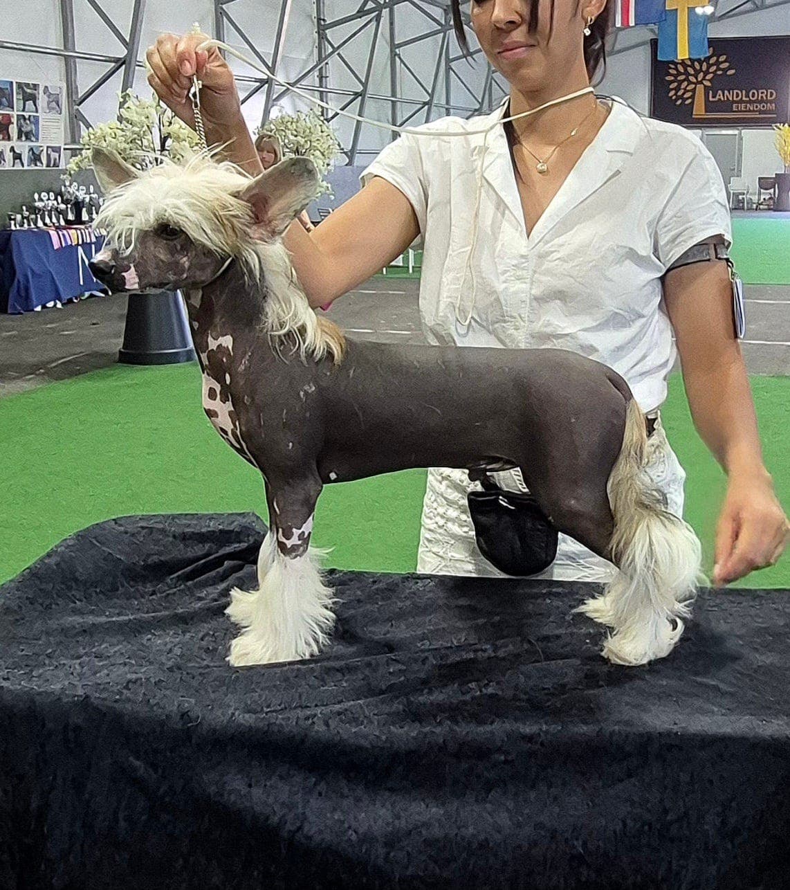 Ung og stilig chinese crested