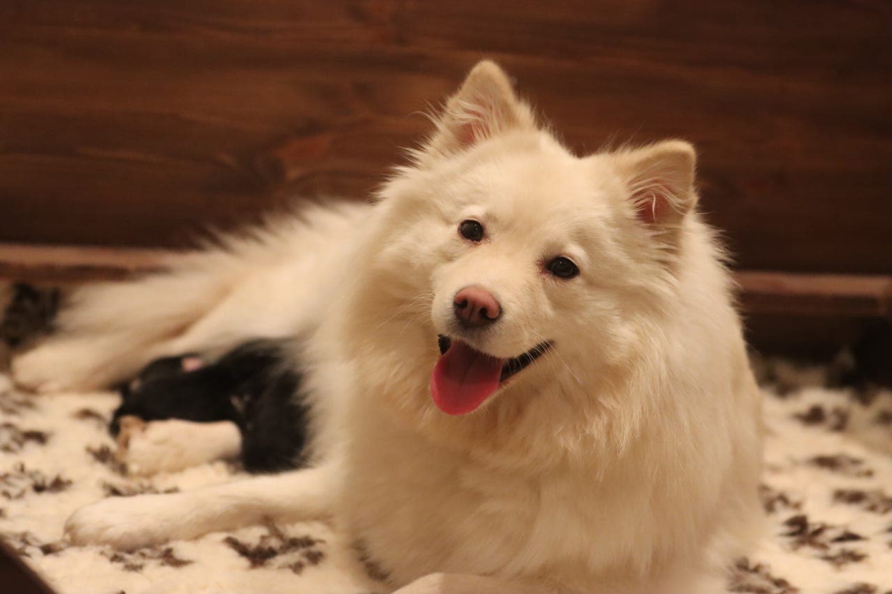 Finsk lapphund valper