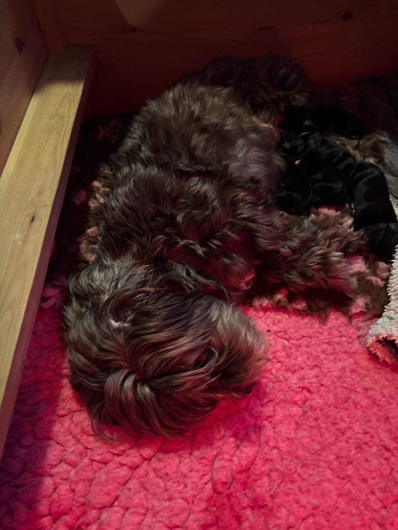 Bichon Havanais valper