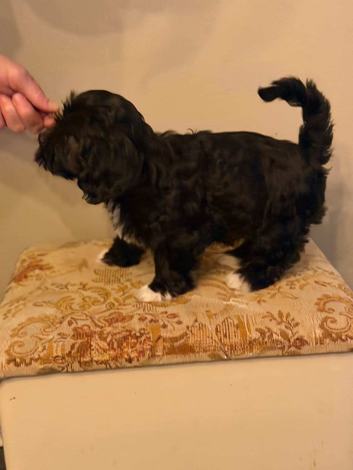 Bichon Havanais  Nelly  er ledig for rett hjem❤️