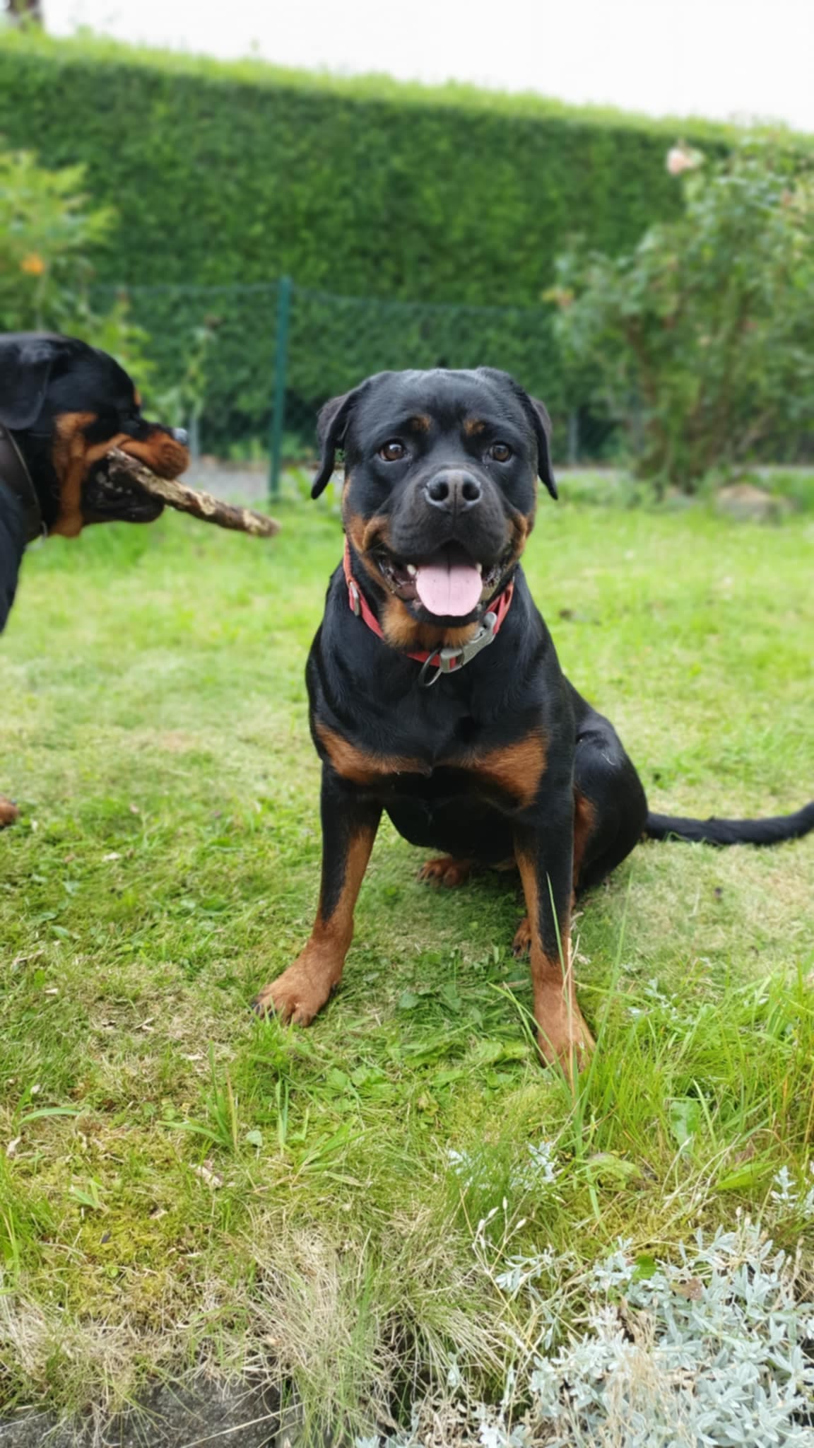 Rottweiler valper