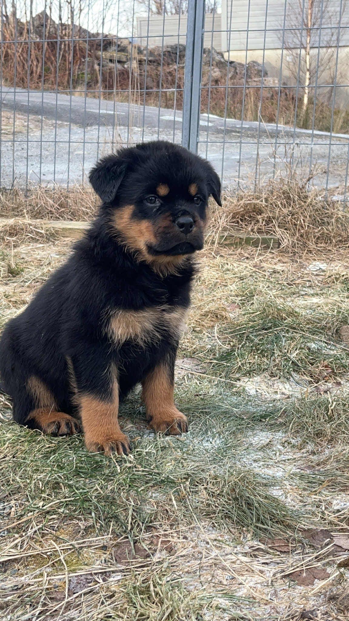 Rottweiler valper