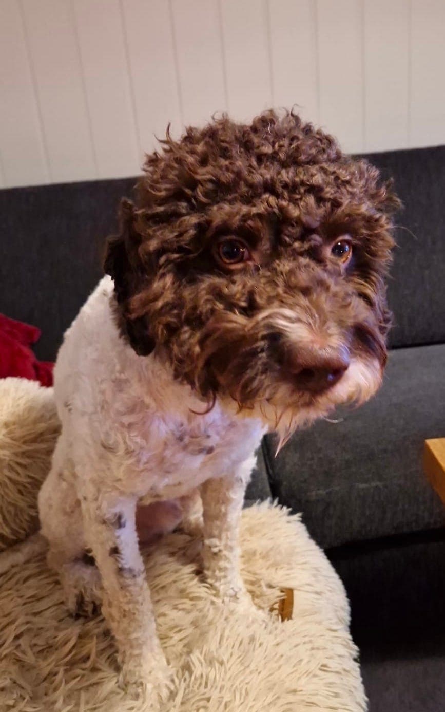 Lagottohann på 2 år vurderes solgt til rett hjem