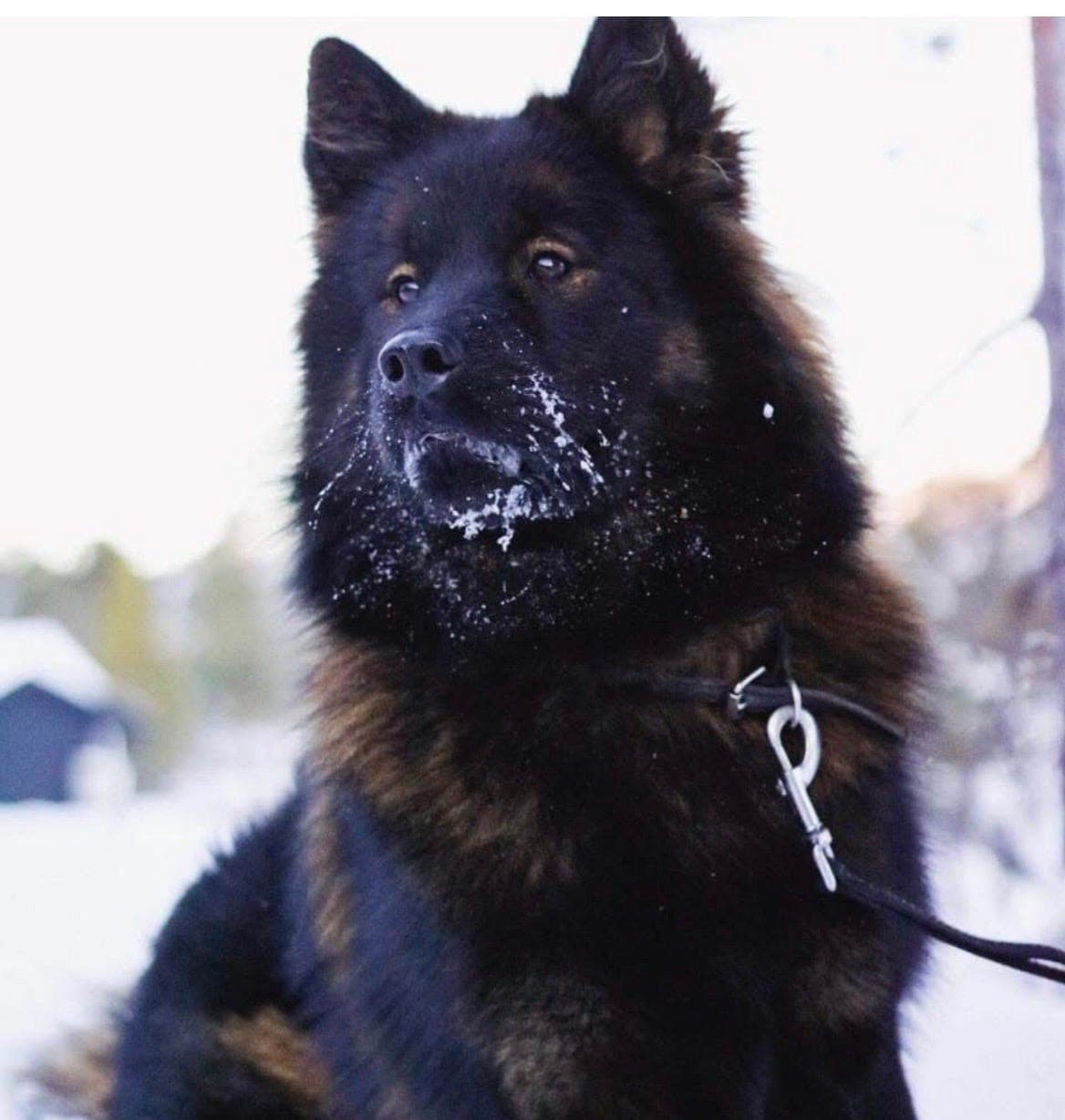 Eurasier Valper til salgs