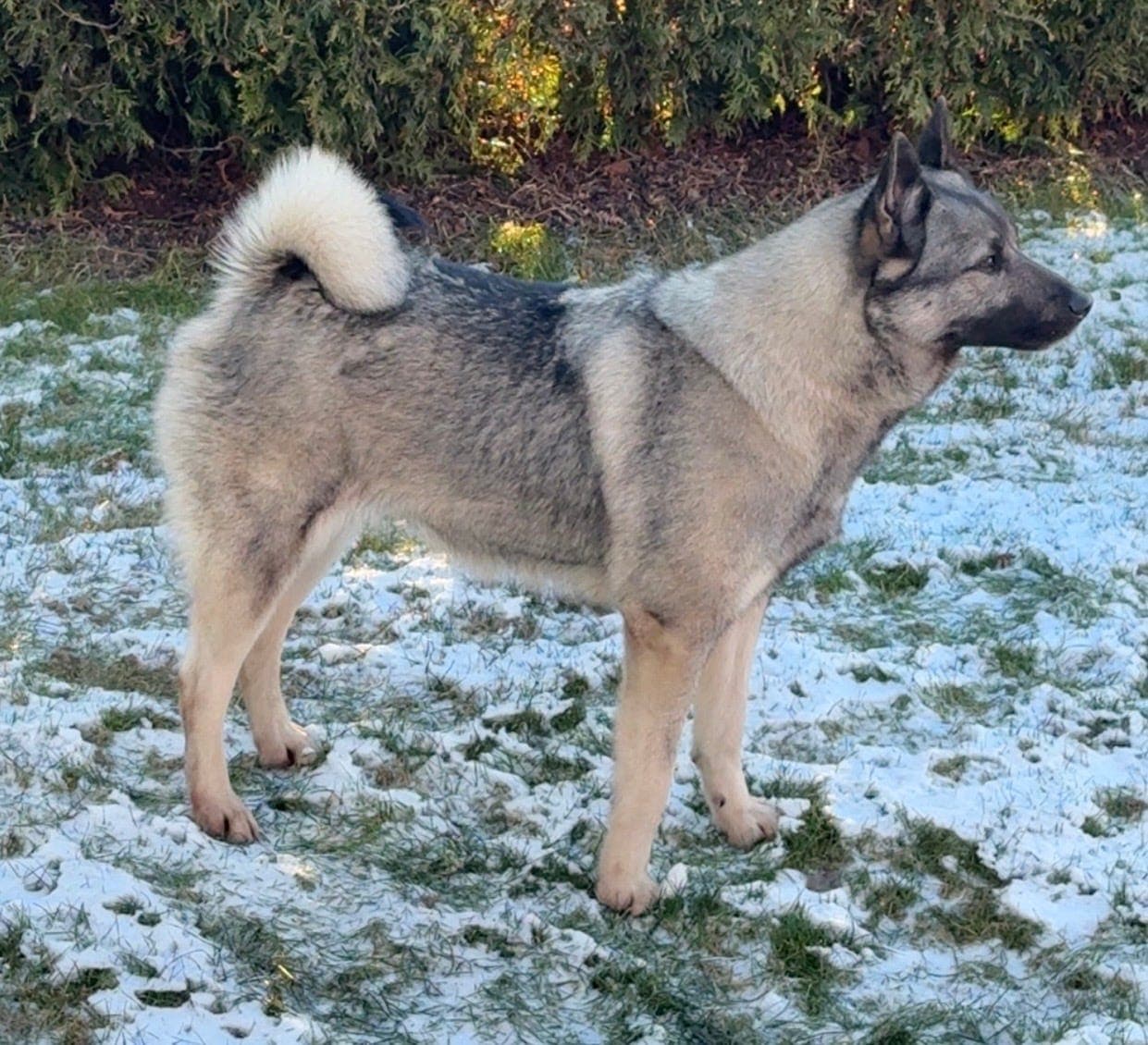 Norsk Elghund Grå Valper ventes i starten av Februar.