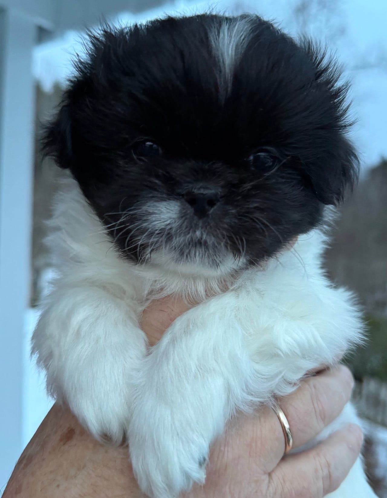 Tibetansk Spaniel NKK registrerte