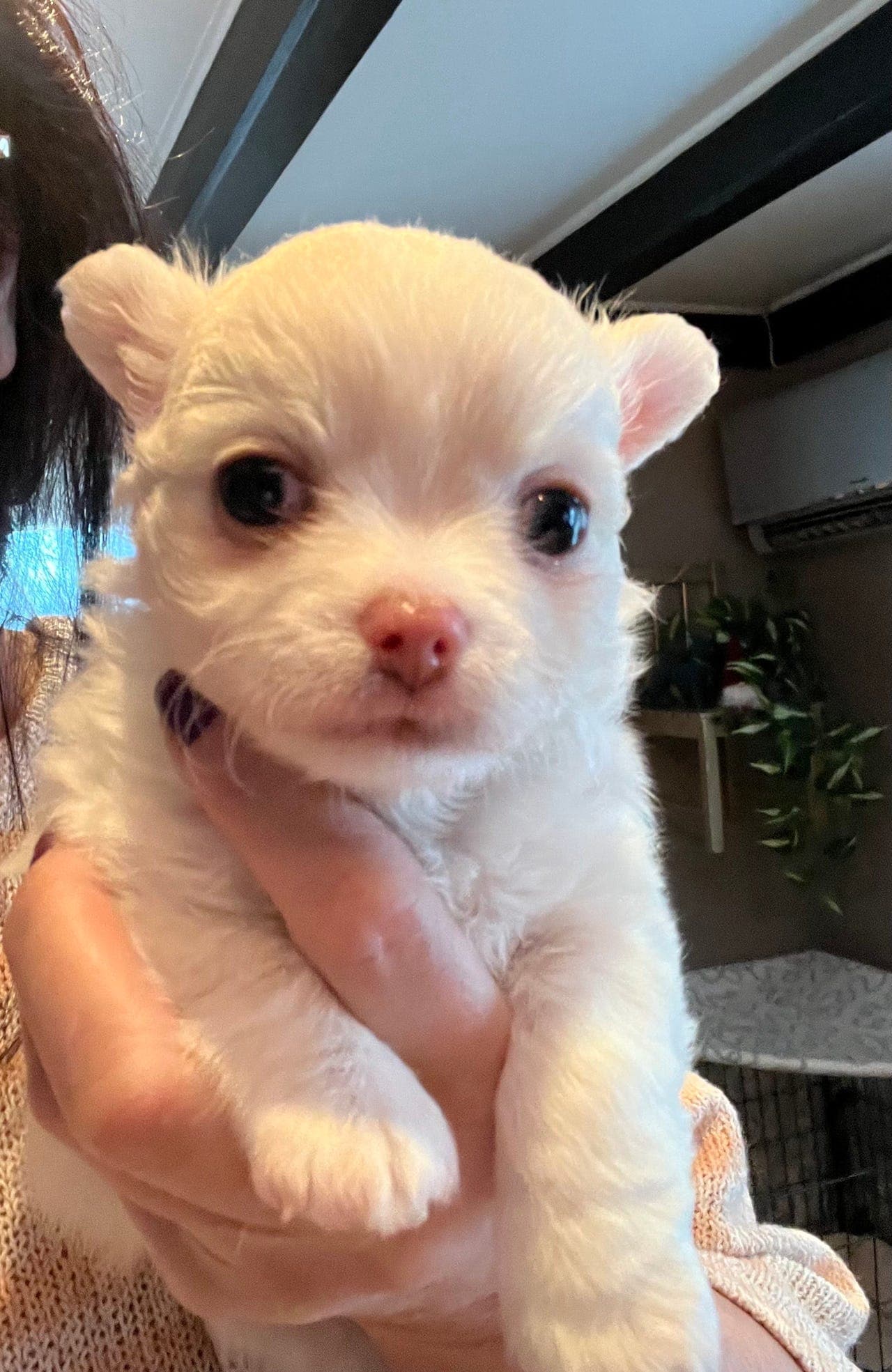 Chihuahua gutt Langhår med stamtavle