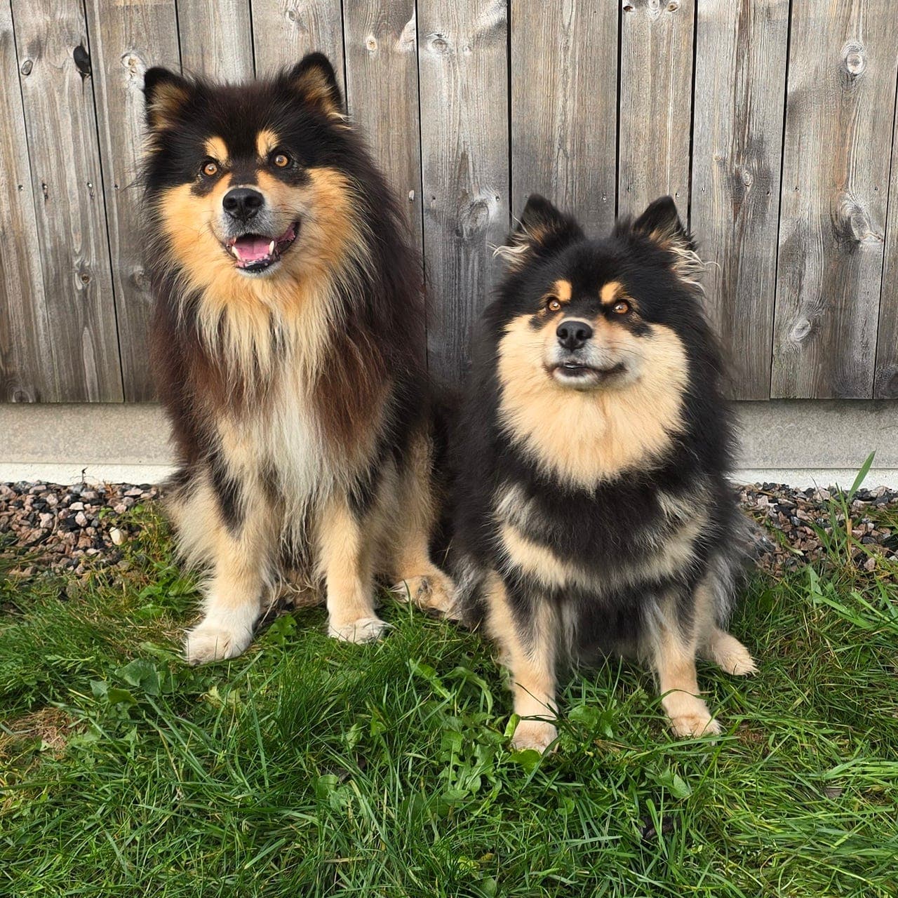 Finsk lapphund
