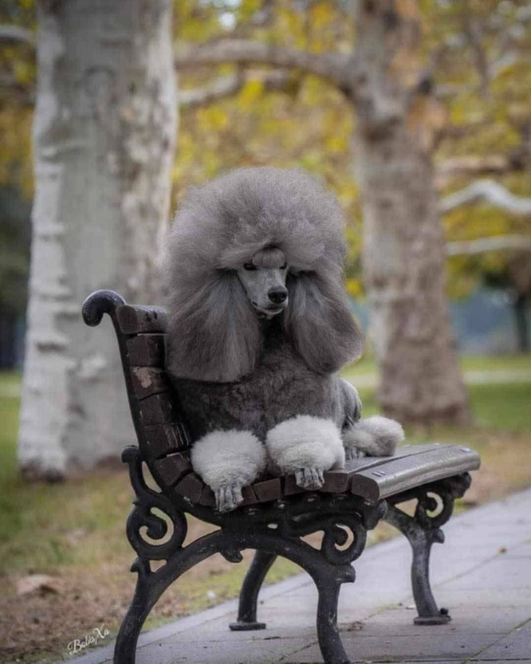 Små storpuddel valper