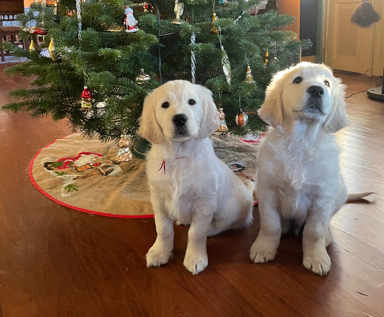 Golden retriever- tispe valp