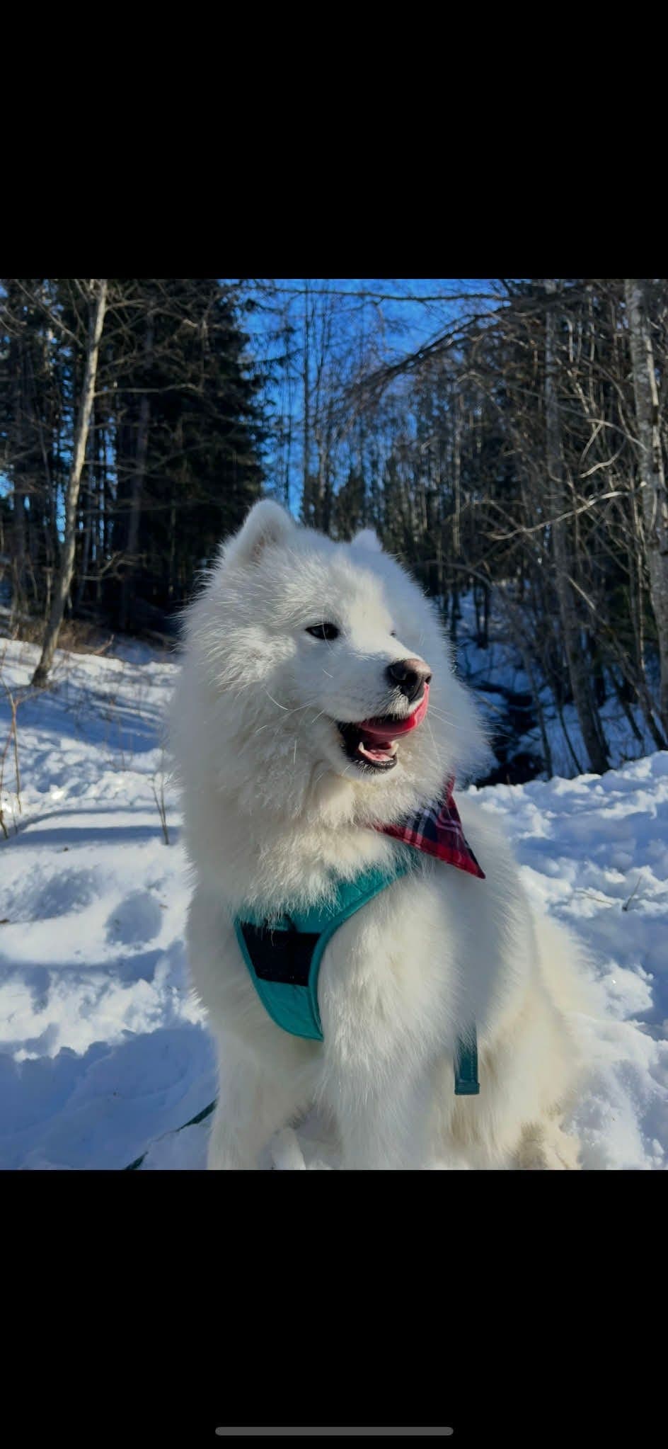 Samoyed hund