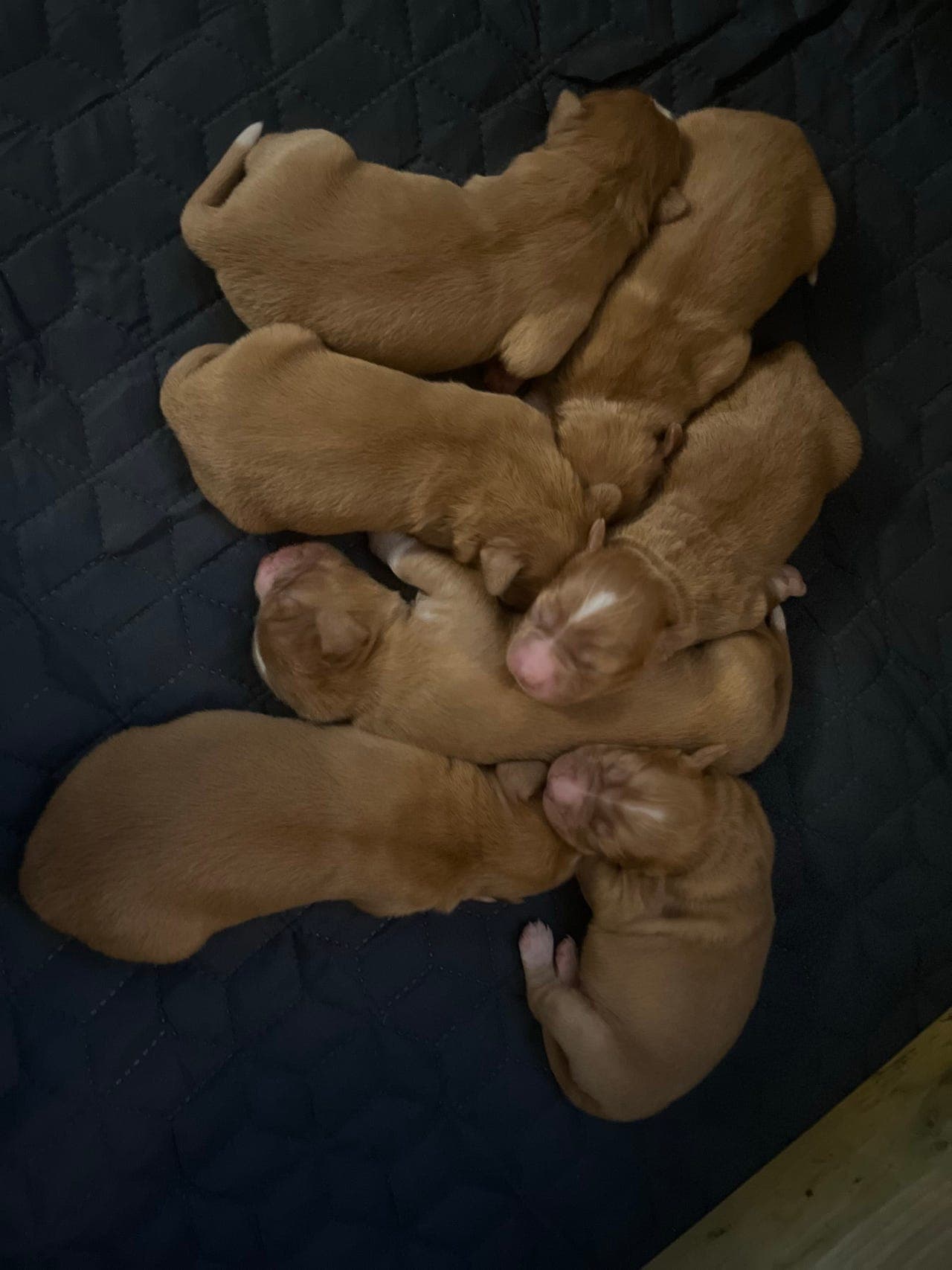 Nova Duck Tolling Retriever