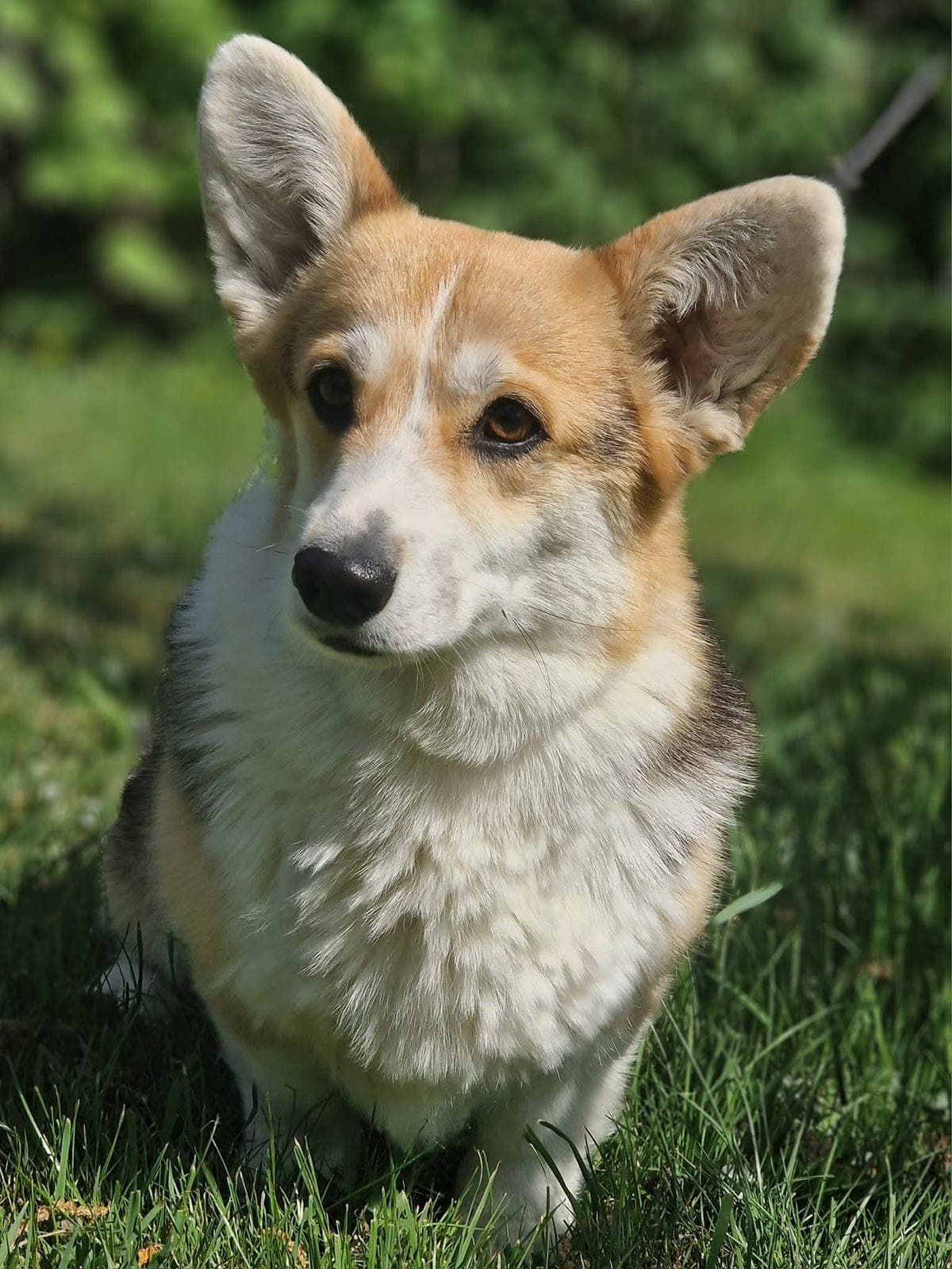 Corgi Pembroke tispe omplasseres