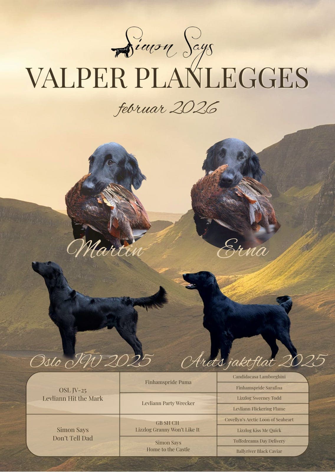 Flat Coated Retriever -sorte og brune valper ventes