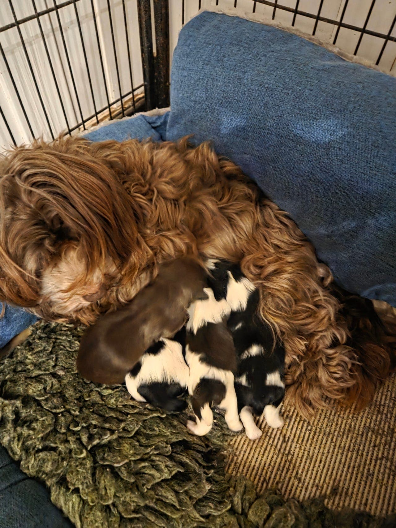 Bichon havanais gutter