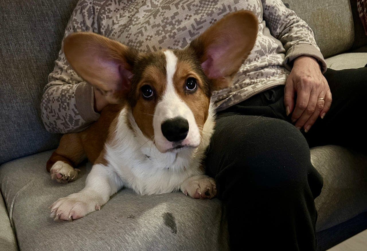Welsh Corgi Cardigan hannvalp