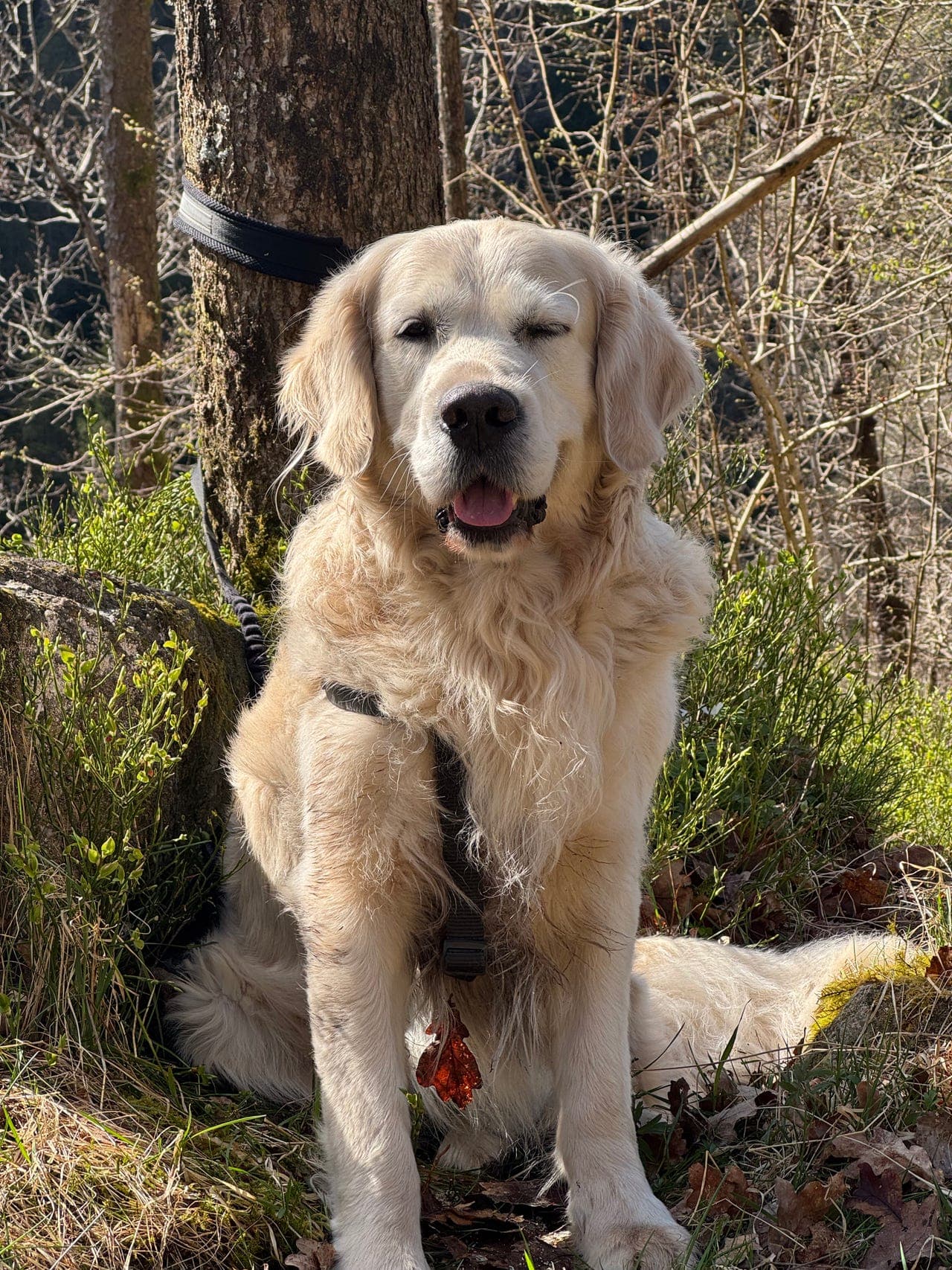Søker kjærlig hjem til Golden Retriever gutt