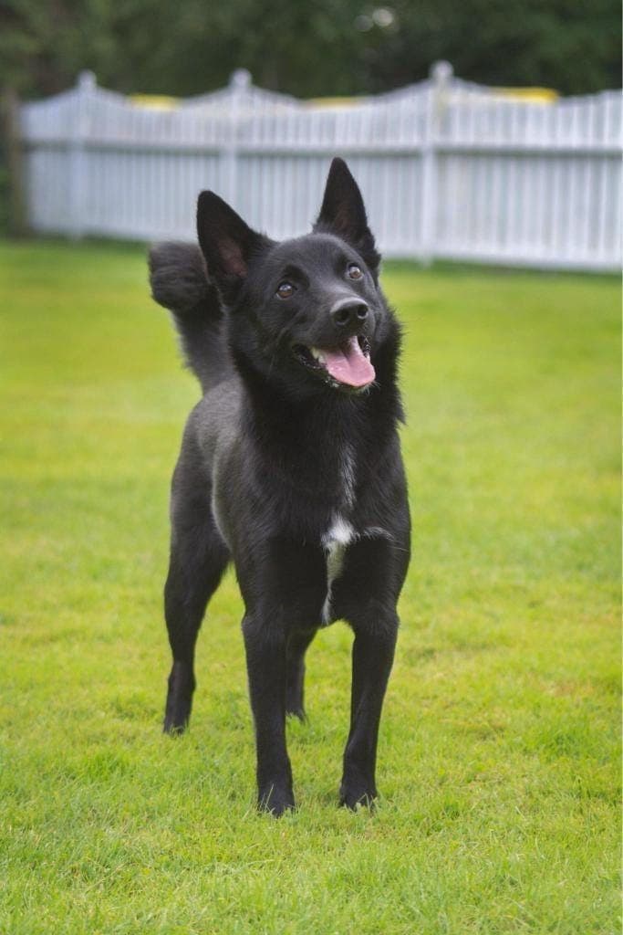 Norsk Buhund valper ventes født i midten av januar!