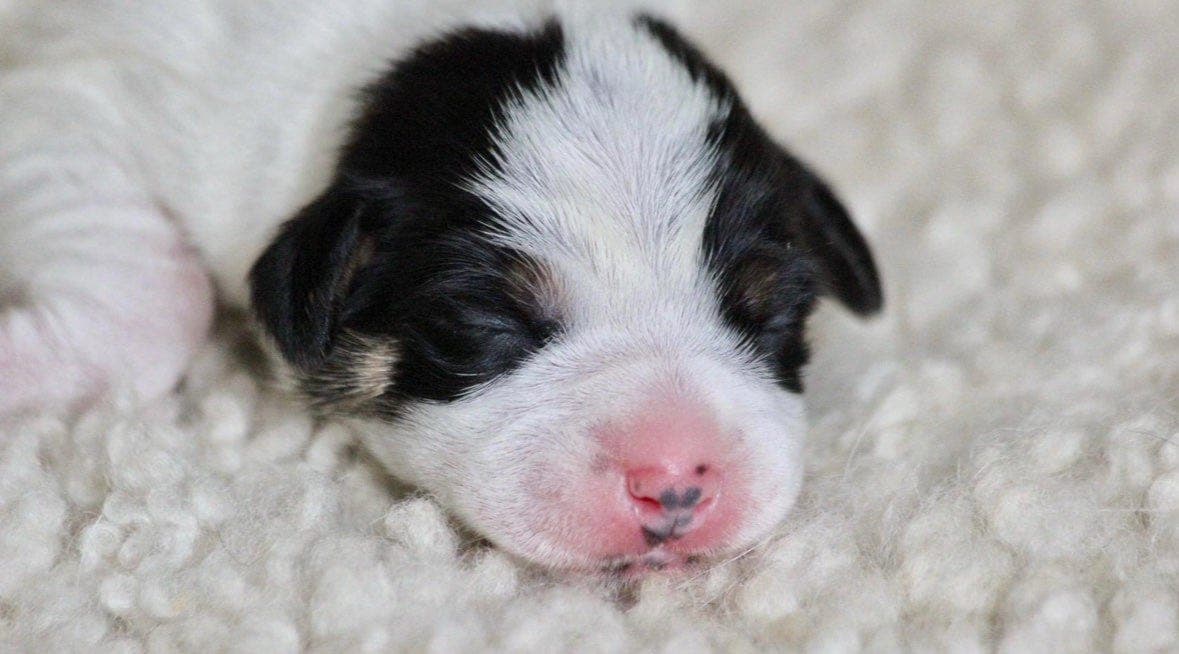 Medeier/forvert søkes til Dansk Svensk Gårdshund valp