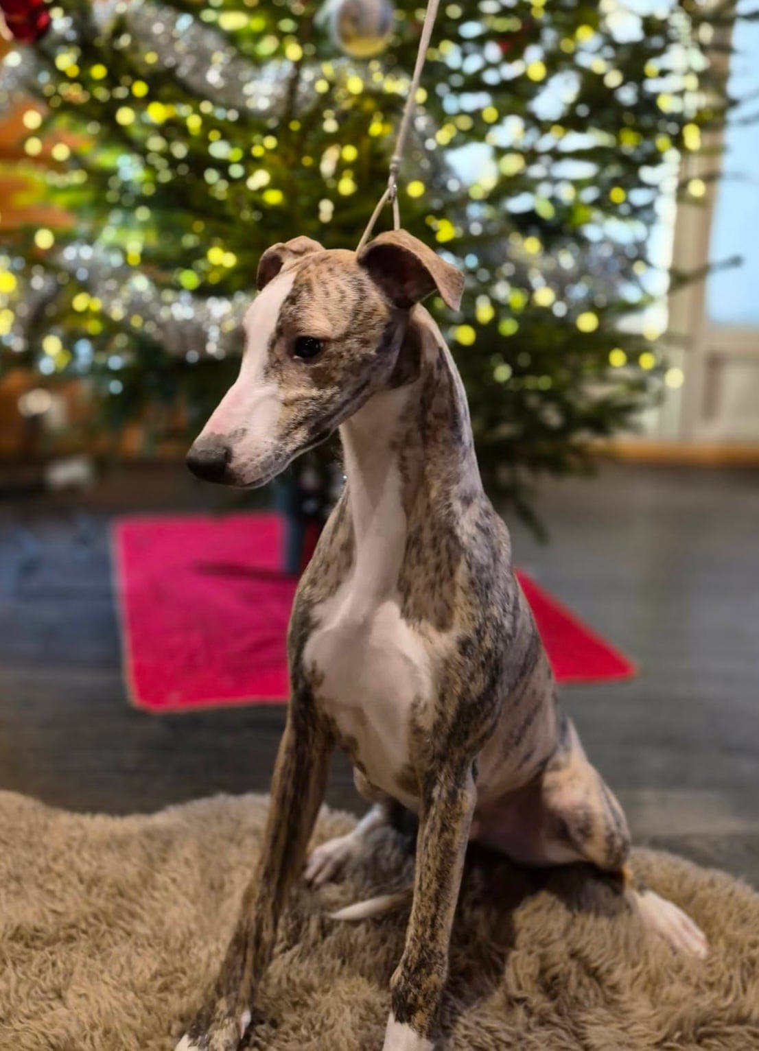 TOPP whippet hannvalper